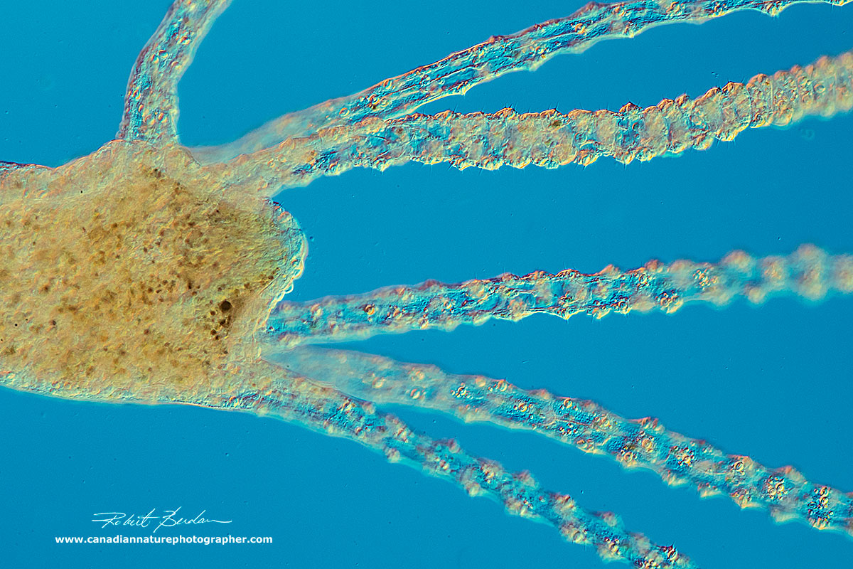 Hydra hydranth showing the tentacles which are packed with cnidoblasts - stinging cells by Robert Berdan ©