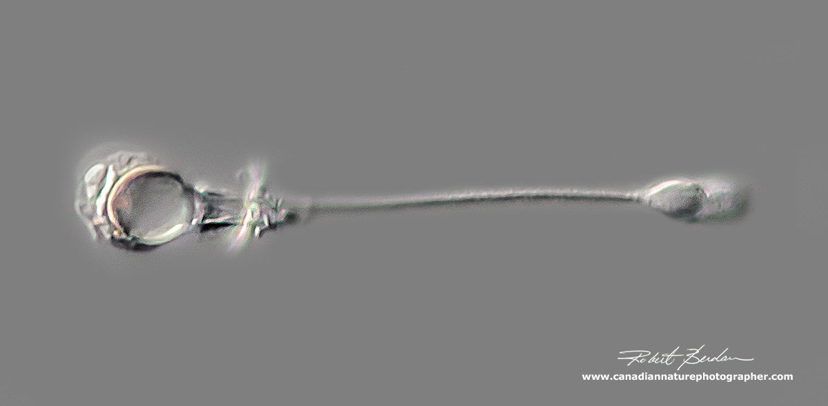 Exploded - Stenotele cnidoblast from Hydra DIC microscopy  by Robert Berdan ©