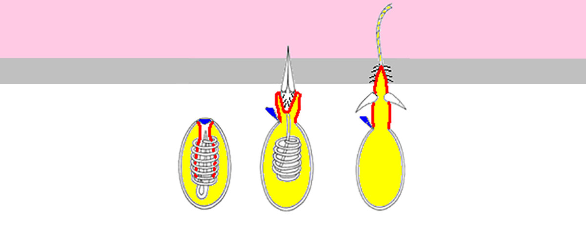Firing mechanism of hydra nematocyst diagram 