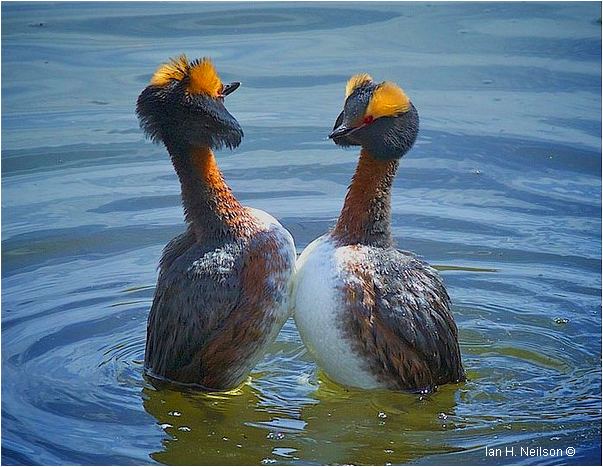 Red-necked grebes courting by Ian Neilson ©