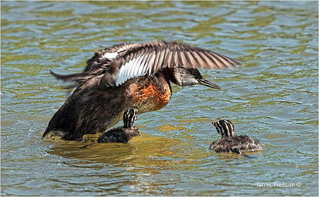 Red-necked Grebe and young by Ian Neilson 