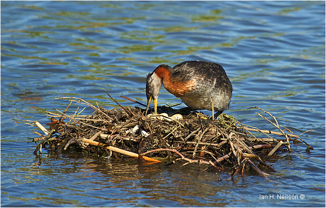 Red-necked Grebe at the nest turning eggs by Ian Neilson ©