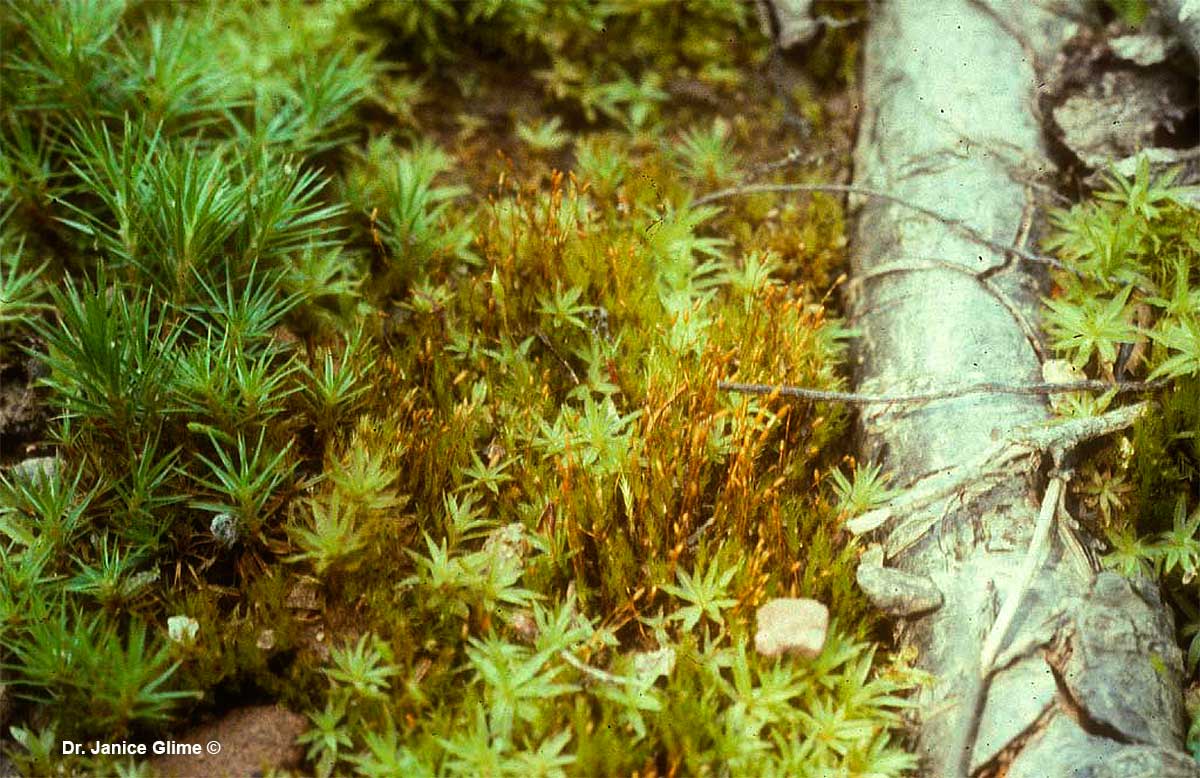 Bryophytes, forming their own communities on a microscale by Dr. Janice Glime ©