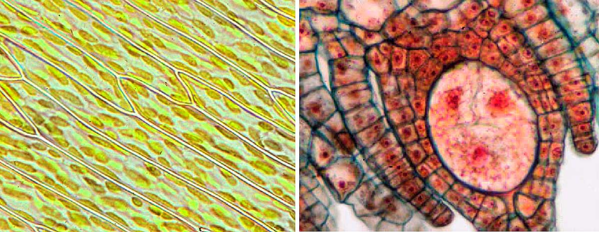 Cells of Fontinalis antipyretica showing chloroplasts in cells. Right:Young embryo of the liverwort Marchantia polymorpha Dr. Janice Glime ©