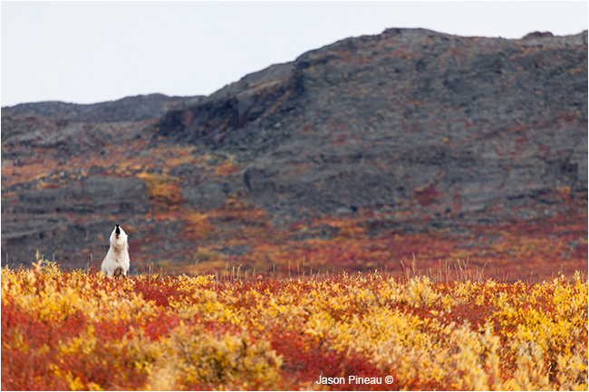 Arctic wolf howling on the tundra by Jason Pineau ©
