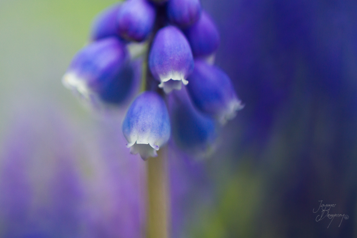 Macro Photography My View Through The Lens Jaymes Dempsey The 