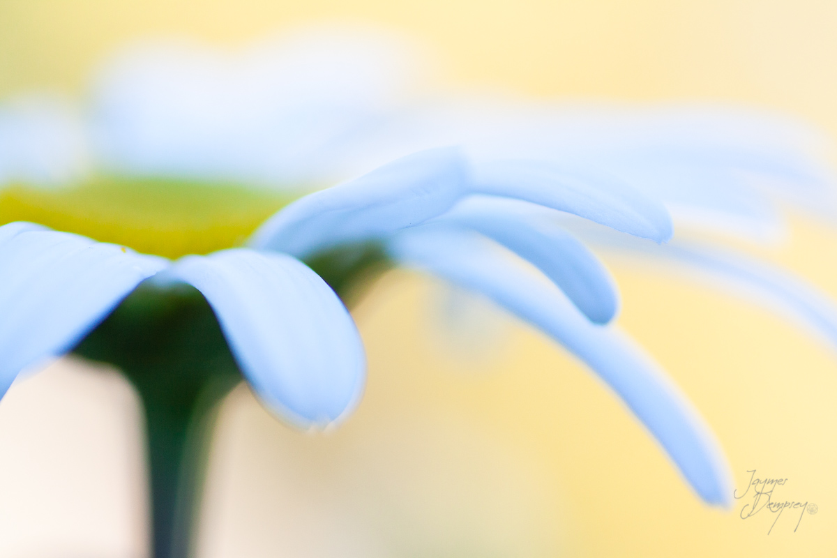 Flower soft focus by Jaymes Dempsey ©