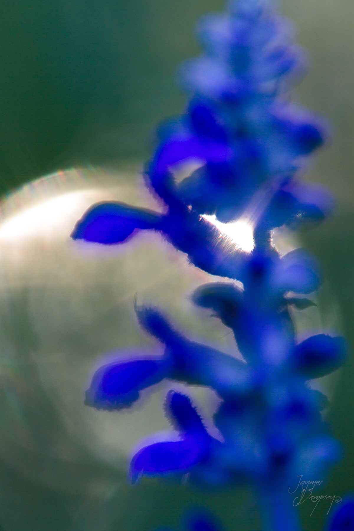 Flower soft focus by Jaymes Dempsey ©