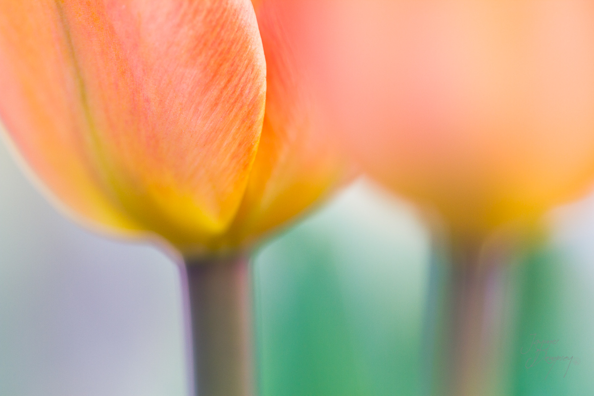 Flower soft focus  by Jaymes Dempsey ©