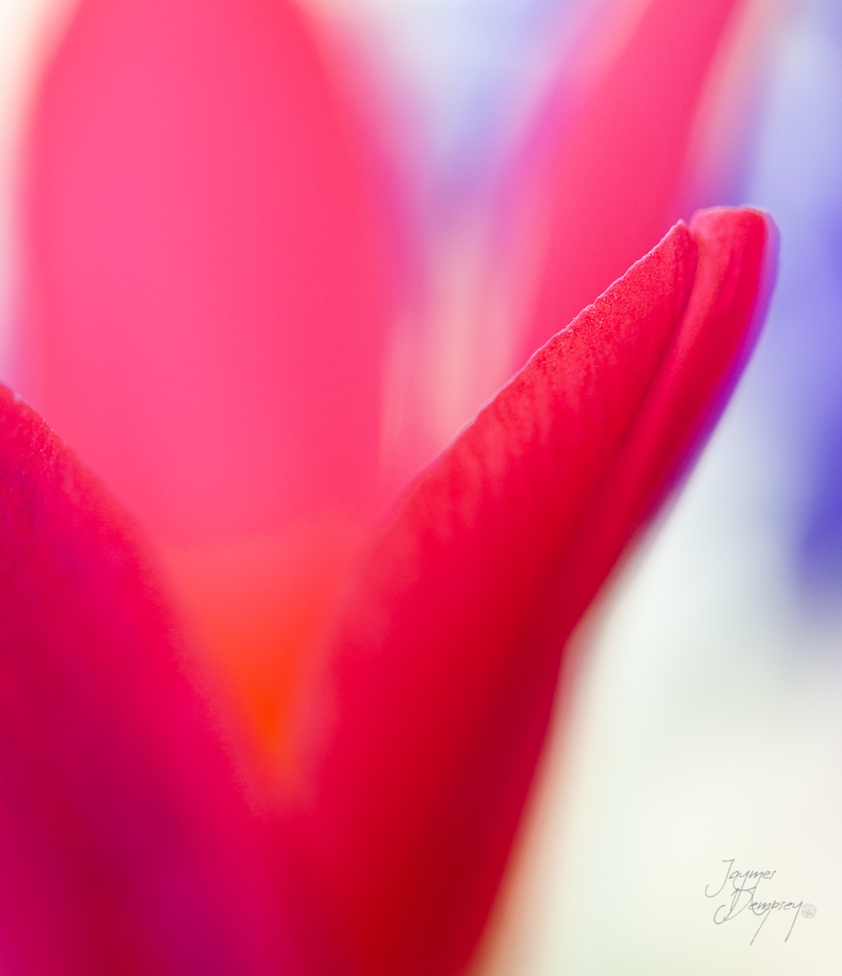 Flower soft focus macro by Jaymes Dempsey ©