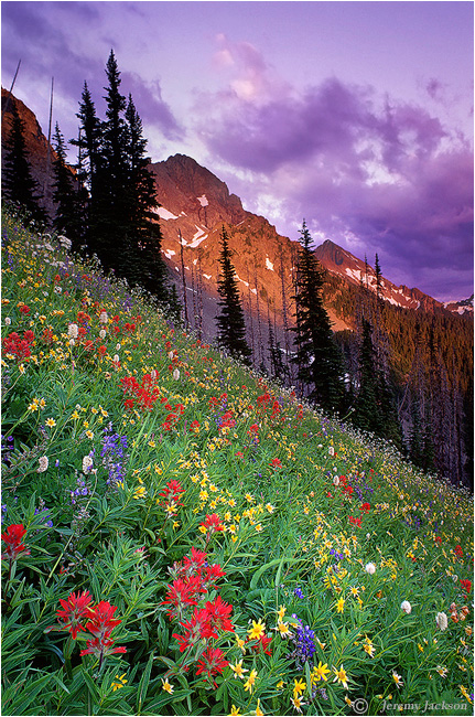 Border Peaks Meadow by Dr. Jeremy Jackson © 