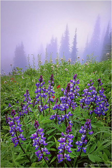 Cascade meadow by Dr. Jeremy Jackson ©