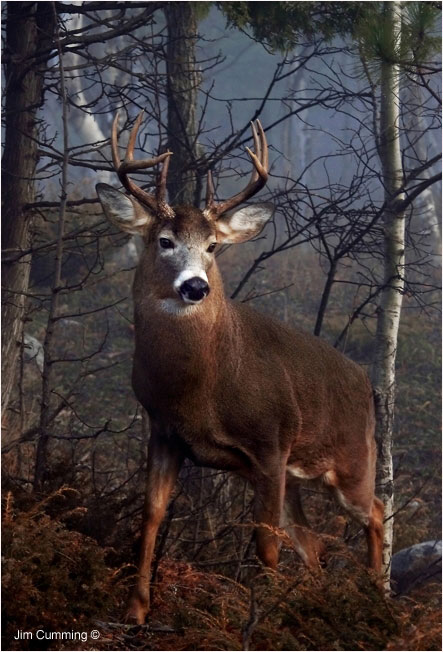 His Majesty - large buck by Jim Cumming ©