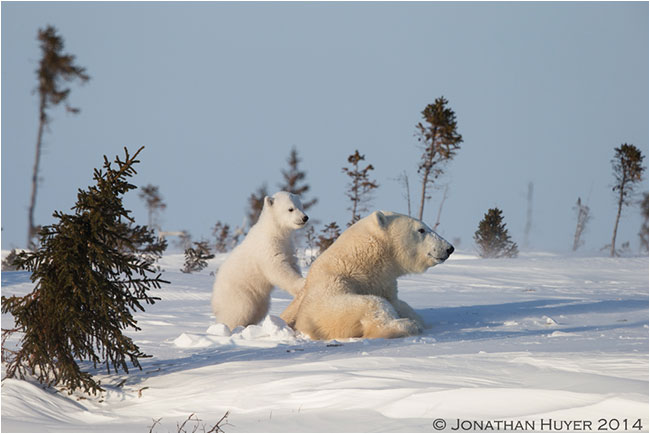 Mother and cub polar bear emerging from den near Churchill by Jon Huyer ©