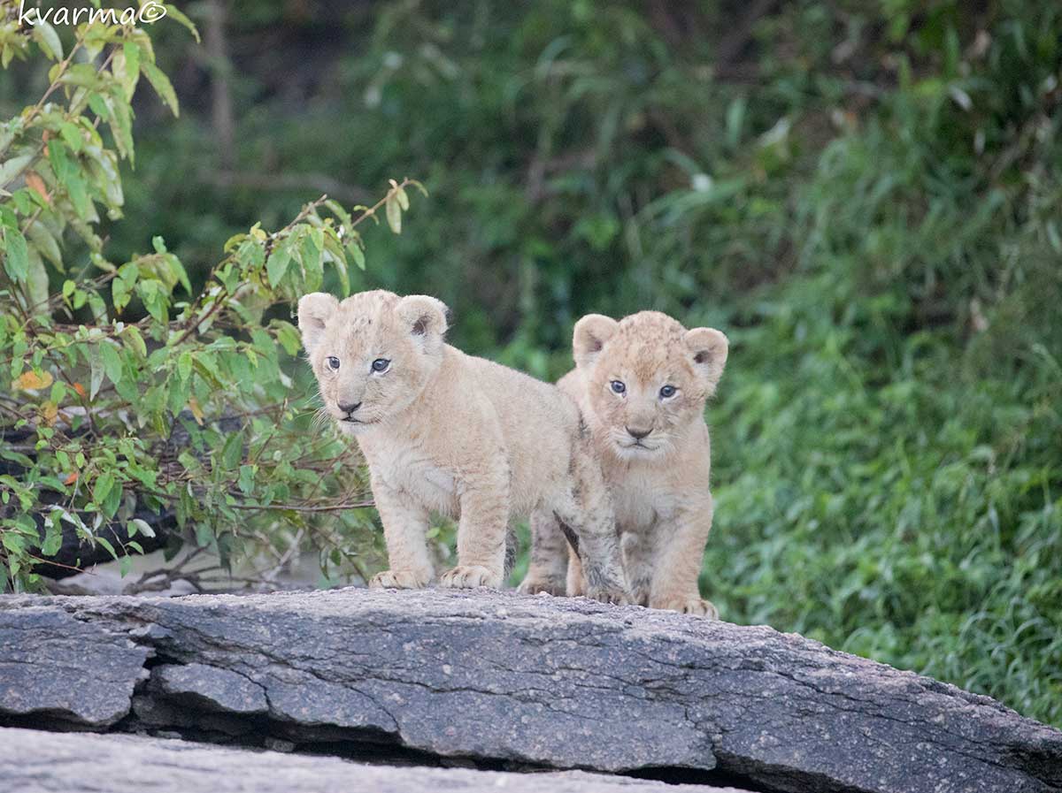 Lion cubs by Kamal Varma ©