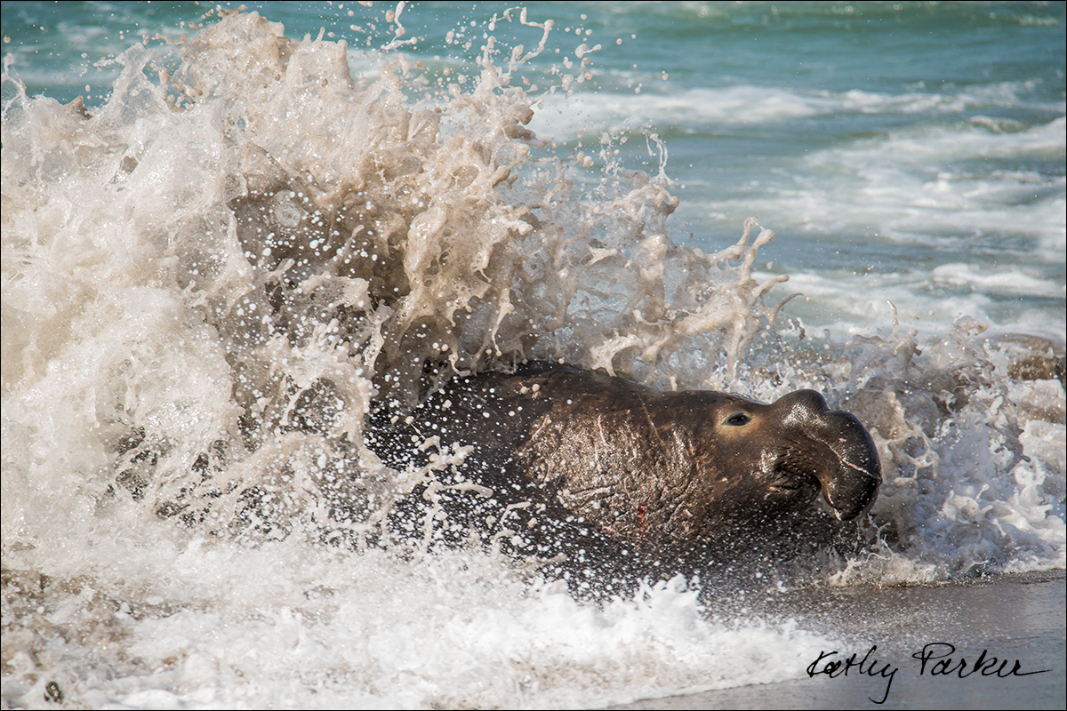 Non-dominant male Northern Elephant seal by Kathy Parker ©
