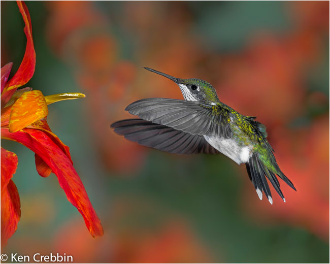 Ruby-throated hummingbird by Ken Crebbin -
