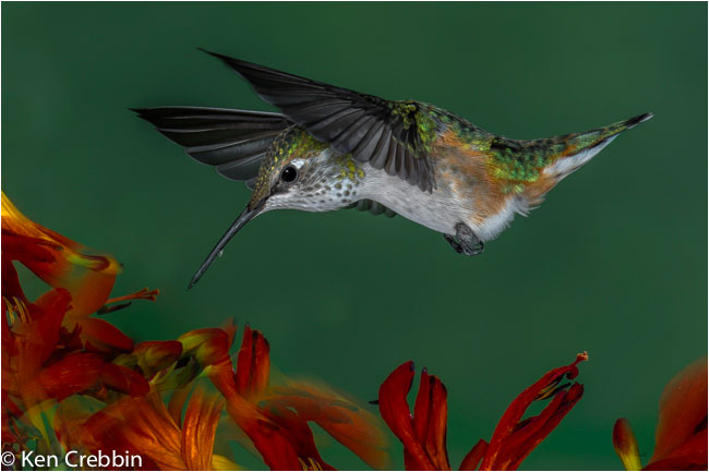 Ruby-throated hummingbird  by Ken Crebbin ©