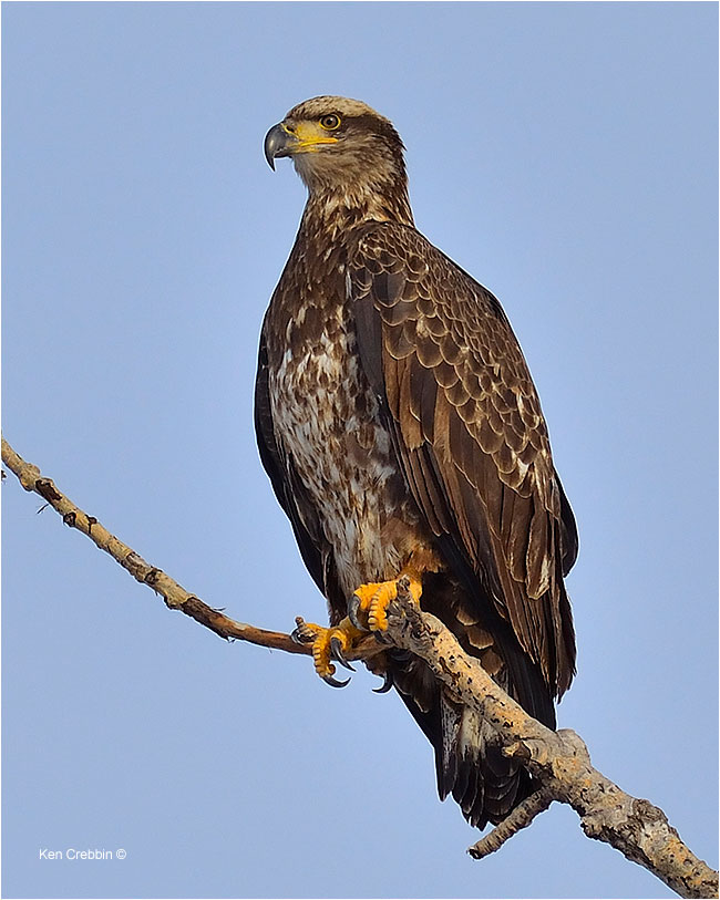 Eagle on branch by Ken Cribben ©