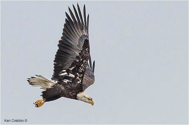 Eagle in flight by Ken Cribben ©