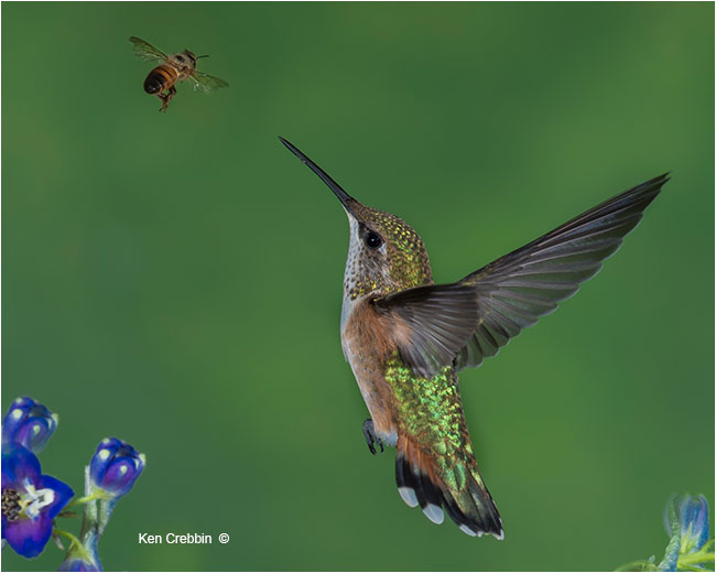 Hummingbird by Ken Crebbin ©
