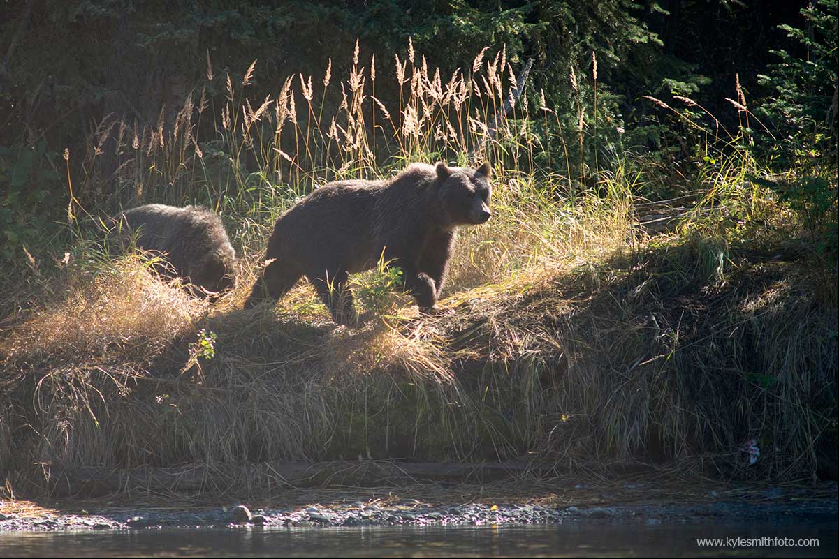 A sow and her cub patrol the river banks looking for an easy meal by Kyle Smith ©