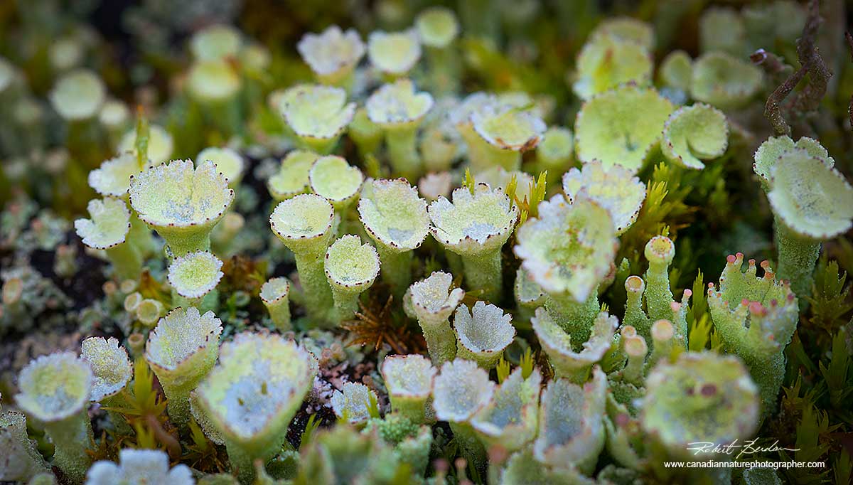 Lichen by Robert Berdan ©