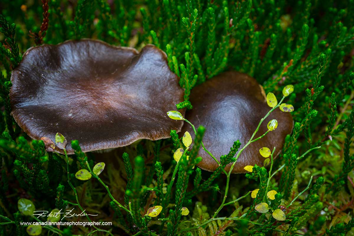 mushrooms Lake O'hara by Robert Berdan ©