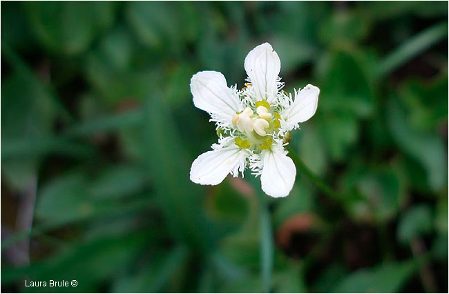 Delicate Beauty: Fringed Grass of Parnassus by Laura Brule ©