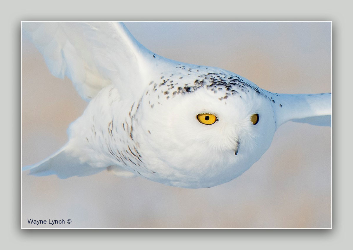 Snowy owl by Dr. Wayne Lynch ©