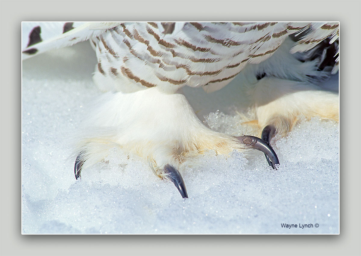 Feathered feet of snowy owl by Dr. Wayne Lynch ©