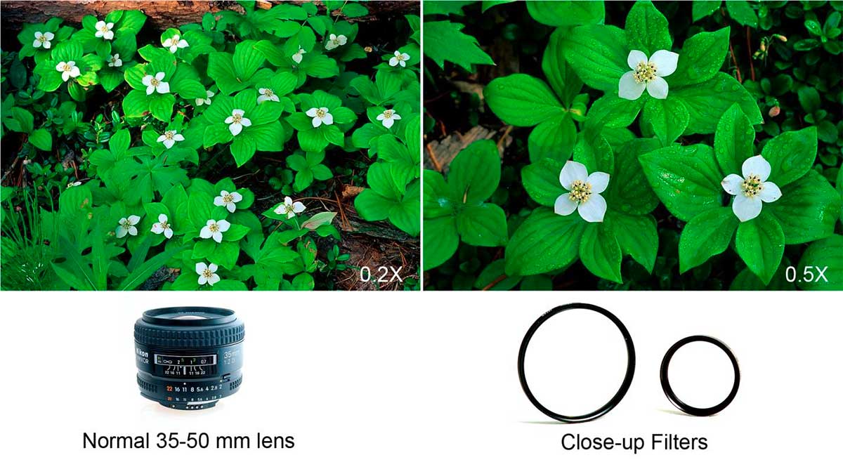 Normal lens versus closeup filters by Robert Berdan ©
