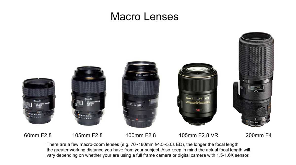 Macro lenses from 60-200 mm focal length by Robert Berdan 