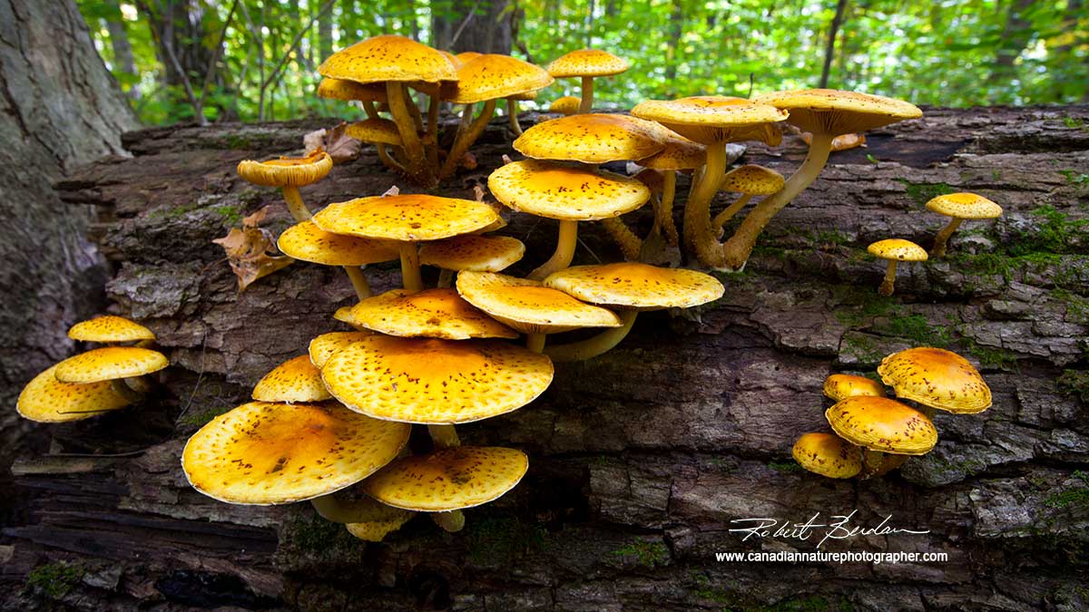 Mushrooms growing on log by Robert Berdan ©