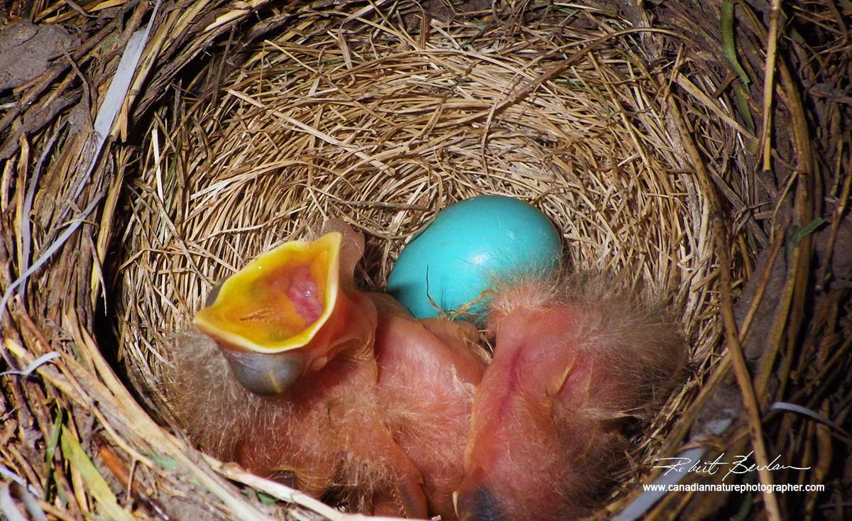 Robin''s nest and egg by Robert Berdan ©