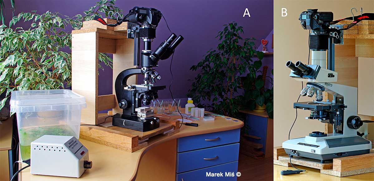 Lumipan microscope and Olympus BH-2 Microscope by Marek Miś ©
