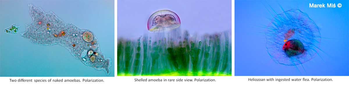 Protozoa by Marke Mis ©