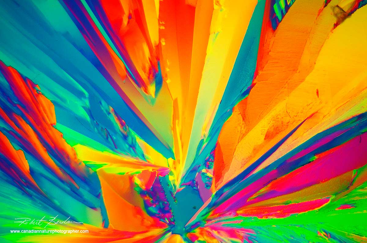 Vitamin C crystals by polarized light microscopy Robert Berdan ©