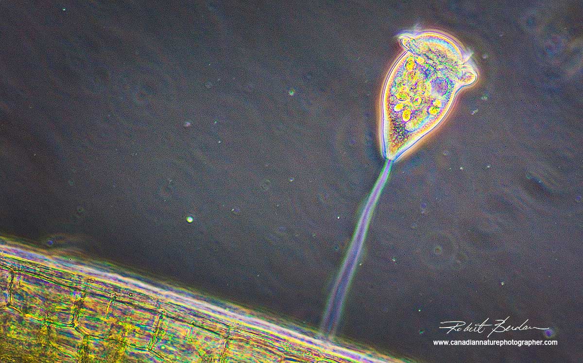 Vorticella phase contrast microscopy  600X by Robert Berdan ©
