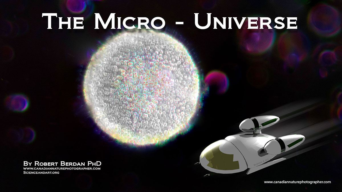 The Micro-universe Volvox, pond life by Robert Berdan ©