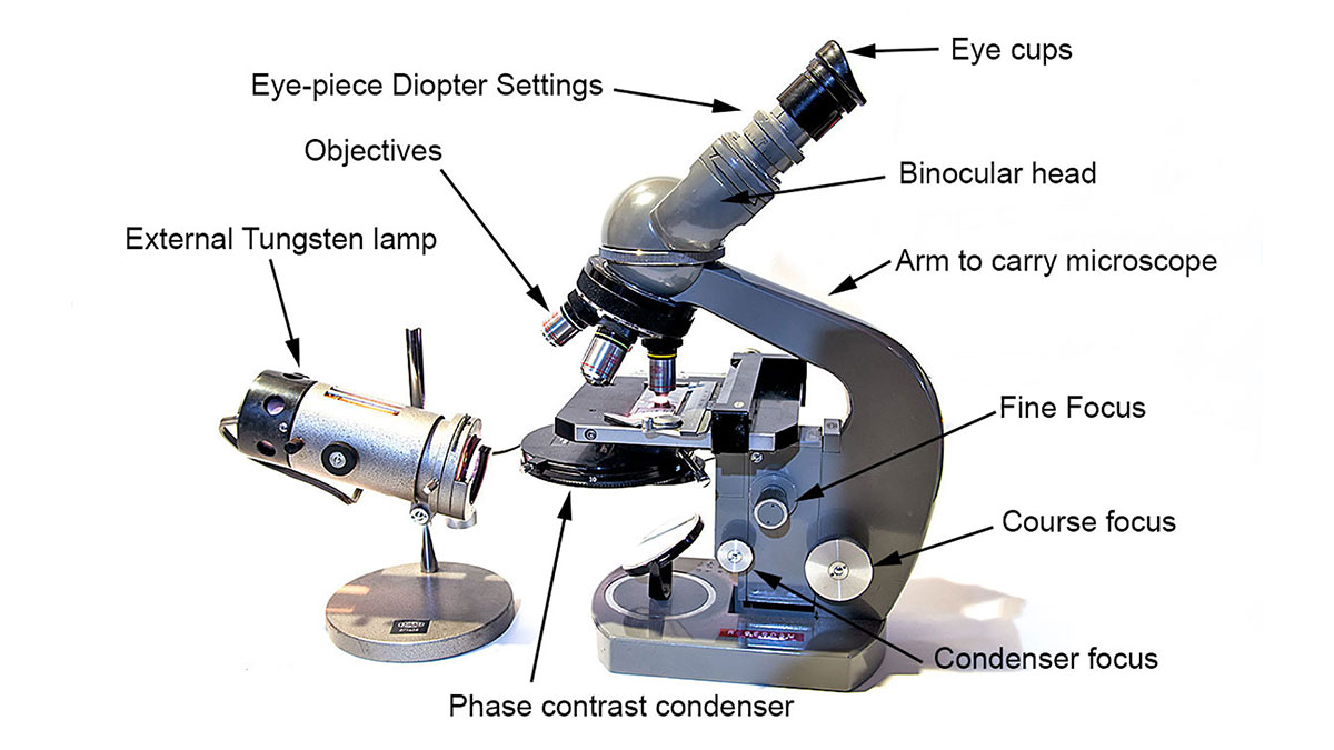 Olympus E binocular microscope by Robert Berdan ©