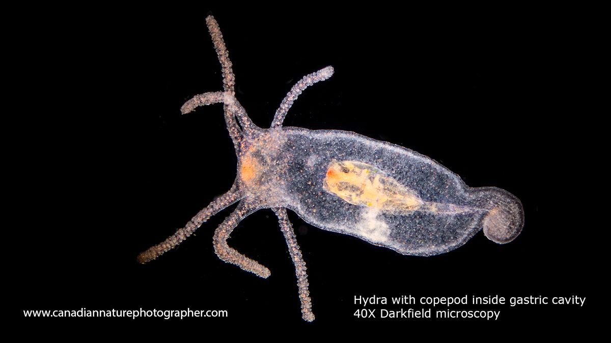 Hydra that swallowed a copepod Darkfield microscopy 40X Robert Berdan ©
