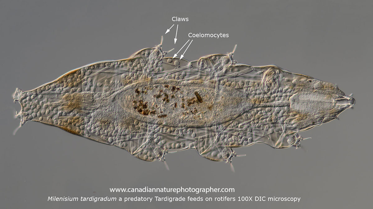 Milenisium tardigradum Tardigrade Water bear by DIC microscopy Robert Berdan ©