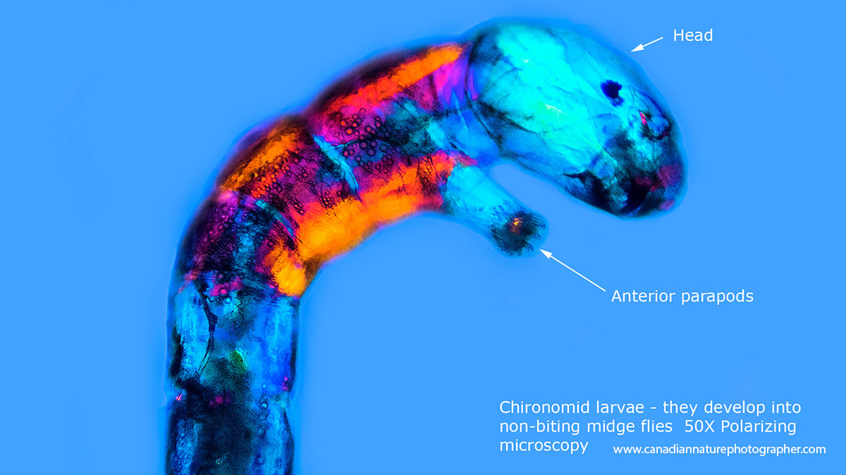 Chironomid viewed by polarized light microscopy Robert Berdan ©