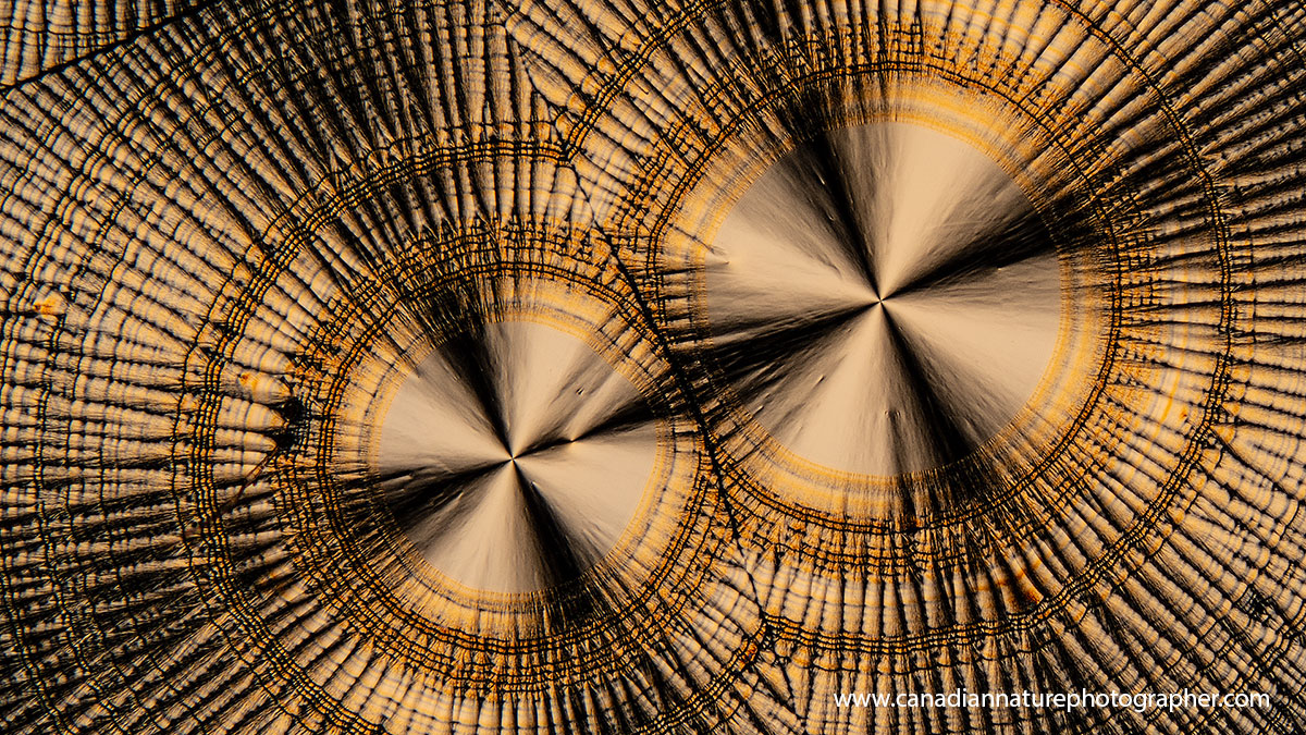 Vitamin C crystals by polarized light microscopy 100X  by Robert Berdan ©
