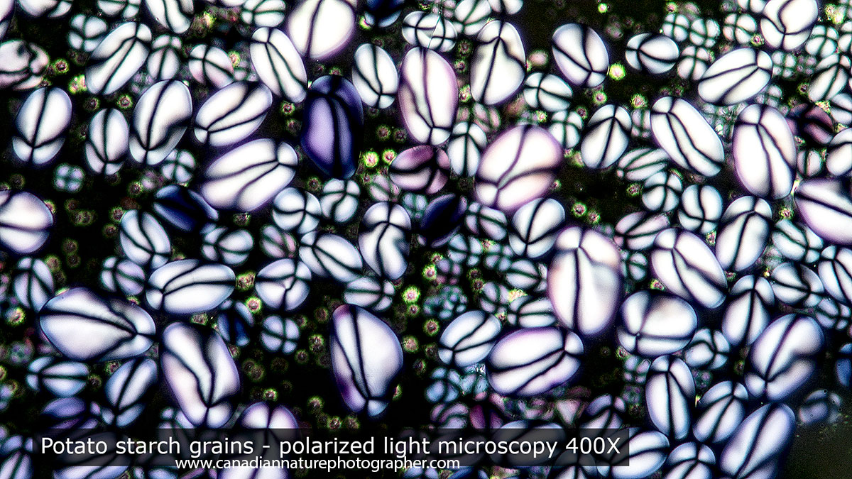 otato starch grains in polarized light exhibit crystalline properties Robert Berdan ©