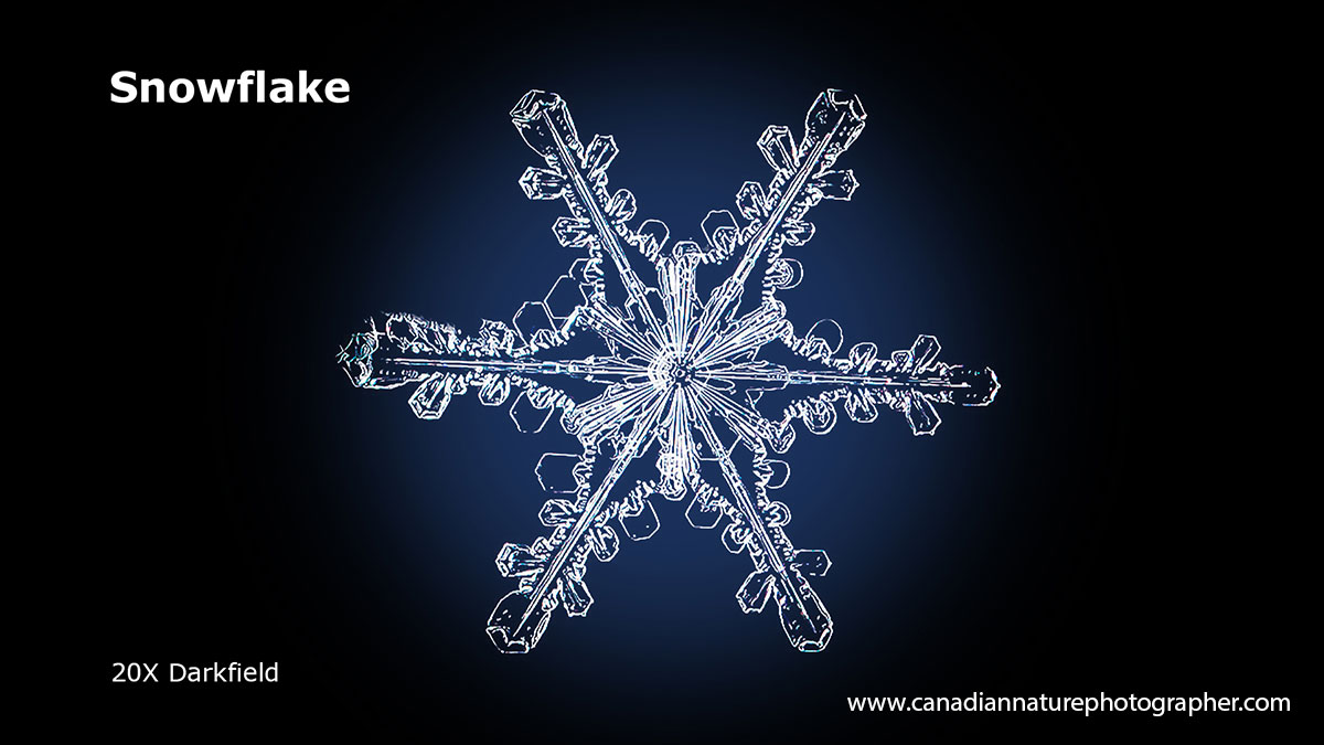 Snowflake 20X Darkfield by Robert Berdan ©