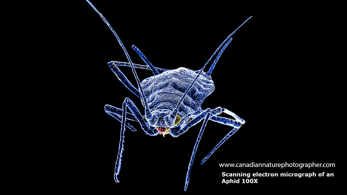 Aphid photographed with a scanning electron microscope (SEM) and false coloured by Robert Berdan ©