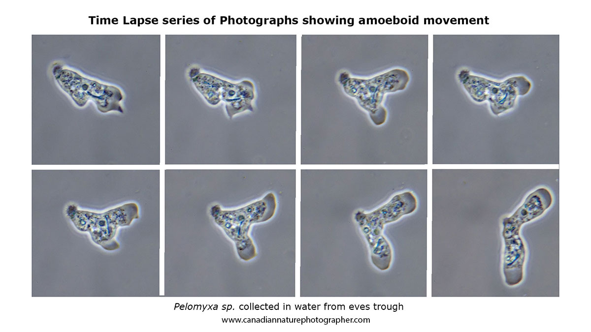 Time-lapse series of photos showing amoeboid movement by Robert Berdan ©
