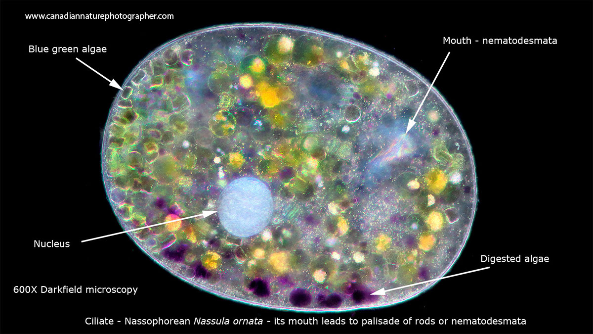 Nassophorean Nassula ornata ciliate Darkfield microscopy Robert Berdan ©